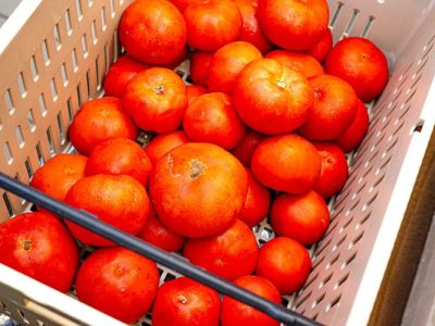 Tomatoes from Crisp Country Acres delivered to the downtown YWCA Kitchen by the Valley Hub, which sources from 32 different local farms.
