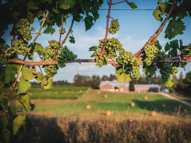 The vines at Shady Lane Cellars, soon to be the centerpiece of the Loamstead.