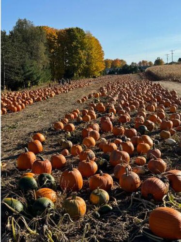 A pumpkin patch at Pahl's in Buckley.