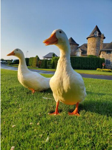 A petting farm for children is among the amenities at the restored Castle Farms.