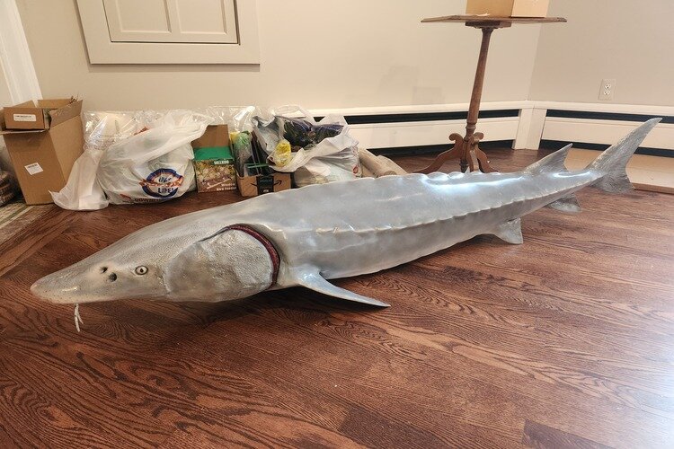 Multiple species of local fish, like the Sturgeon, will be represented in mounts.