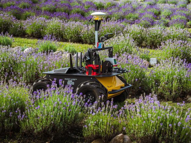 A lavender-harvesting robot in action.
