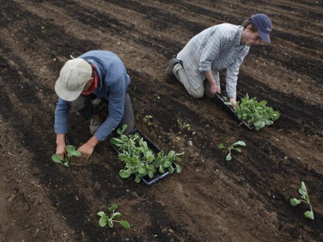 Nic Theisen (left), co-owner of Loma Farm and Farm Club, plants brussels sprouts with employee Dexter Lamie.