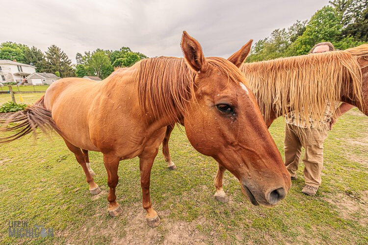 The herd includes Freya and Maya.