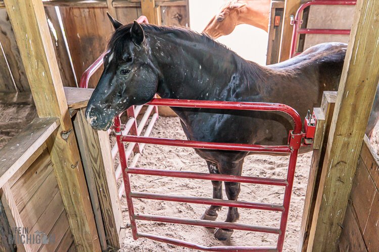 The herd also includes Prince.