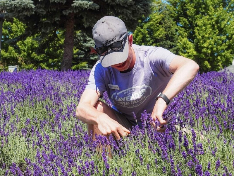 Lavender Hill Farm in Boyne City. (File photo)