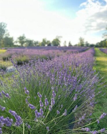 Indigo Lavender Farms in Imlay City boasts more than 14,000 lavender plants.