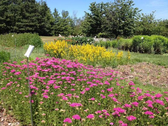 Omena Cut Flowers is a self-service farm. Customers can pick from 26 beds of flowers.
