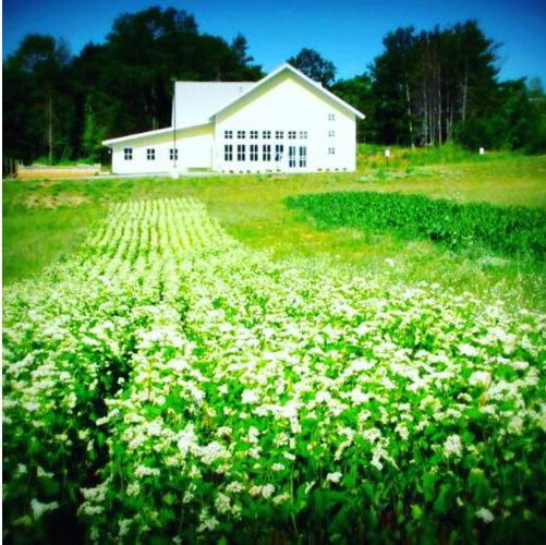 A field of buckwheat was used as a cover crop. It was harvested and milled for flour. 