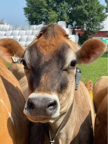 The cuteness factor prompted one couple to purchase a calf. 