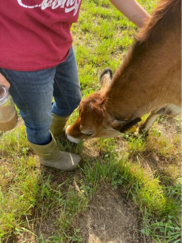 For some, cow-cuddling is about healing; for others, it's about the novelty and fun.