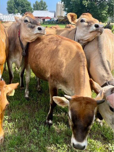 The cows have names like Chewy, Monica, Cashmere and Chickadee. 