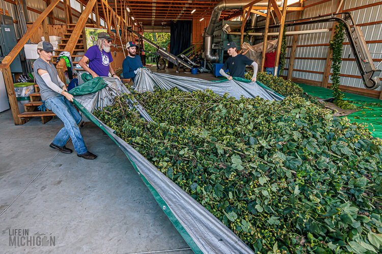 Helping with the hop harvest at Mr. Wizard Hops in Monroe. 