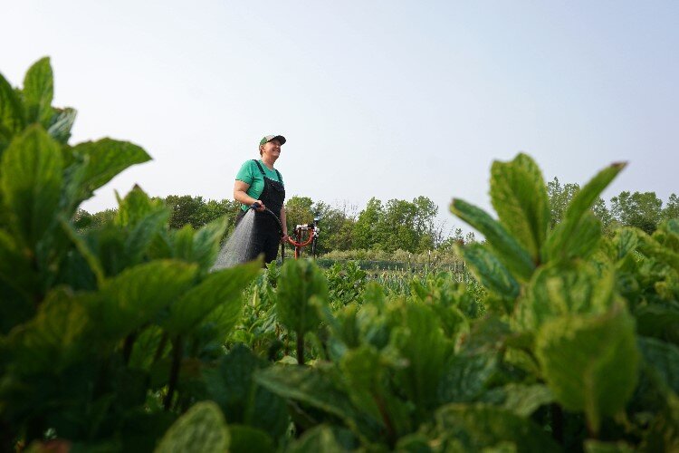 Beth DeVries is the founder of Phoenix Community Farm.