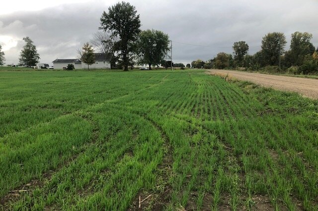 A local farm field planted with a cover crop. Cover crops help control erosion, improve soil fertility, and can improve farmland productivity.