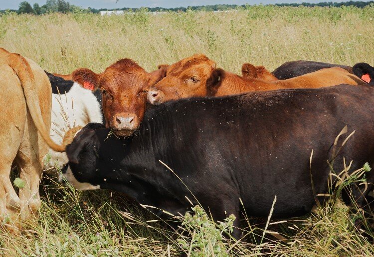 Jon ensures all his cows are gentle.