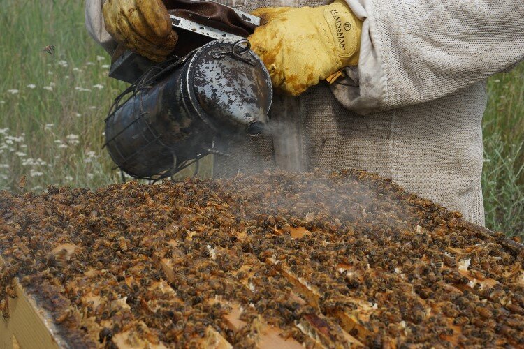 The smoke interferes with the bees’ ability to detect alarm pheromones when someone is intruding their hive.