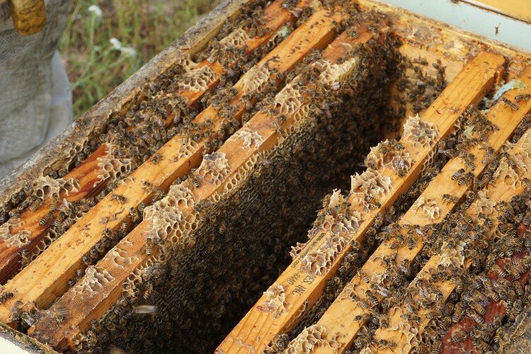 The supers are saturated with honey and beeswax.