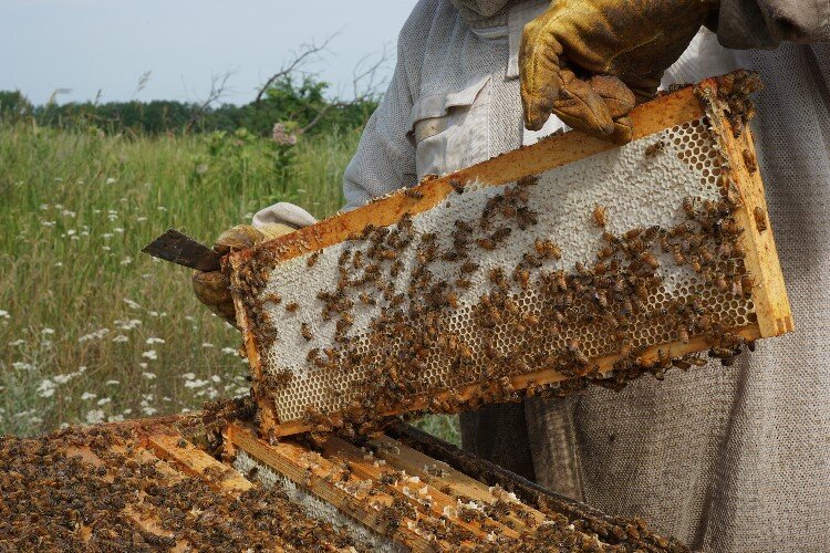 Sears has over 31.5 million bees under his care.