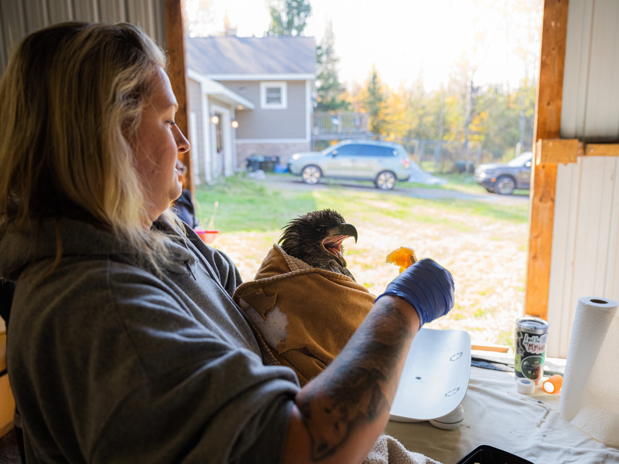 Beth Maata feeds sushi to a swaddled eagle. Many birds are rescued thanks to members of the public, who look for a rehabilitator or call the DNR.