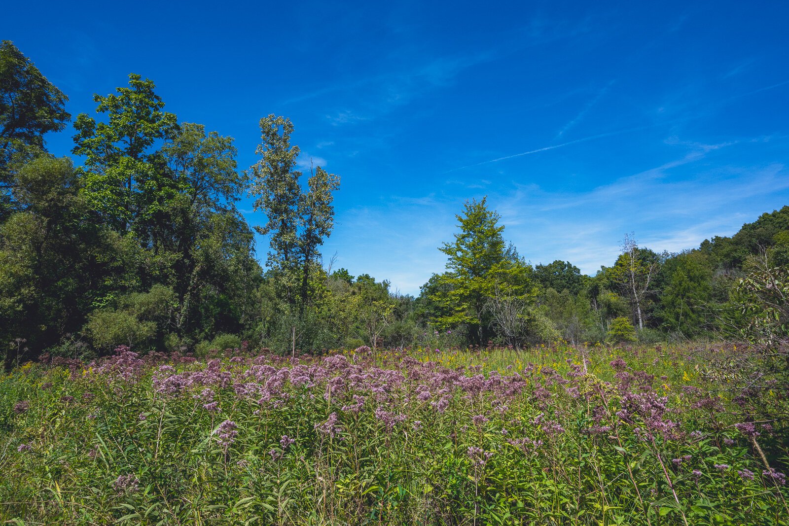 Iron Creek Preserve in Manchester Township.