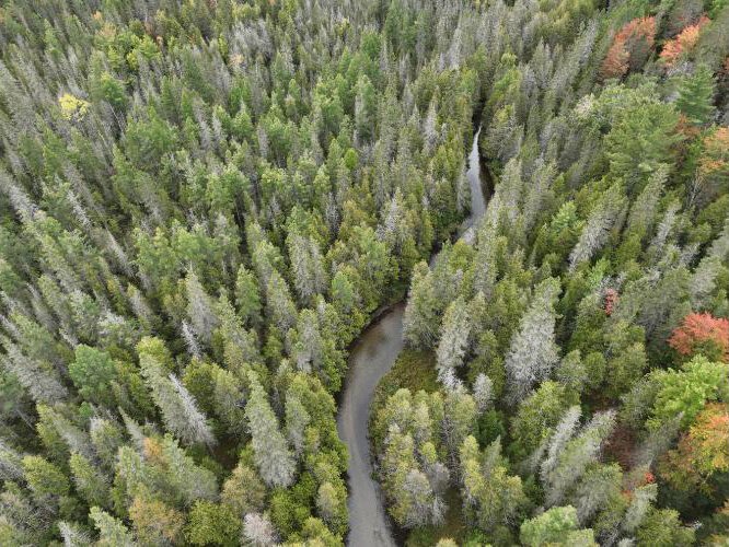 A forested parcel up for auction in Montmorency County in the northern lower peninsula.