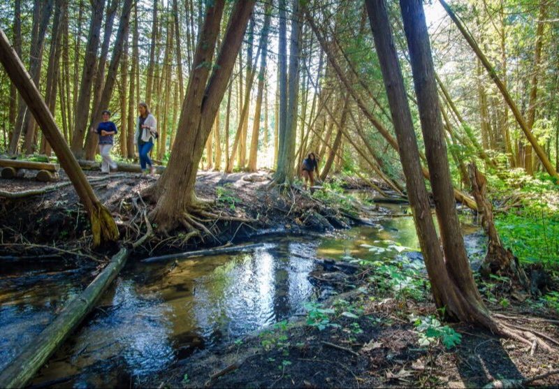 “We are honored to continue the stewardship of Leo Creek Preserve, ensuring that it remains a jewel of Suttons Bay for students and the public,” says ISEA executive director Fred Sitkins.