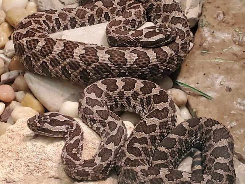 Michigan's only venomous snake: The eastern massasauga rattlesnake.