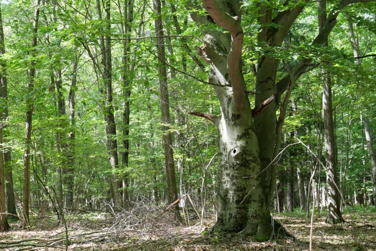 Stewardship Series continues this summer and fall with two additional all-ages workshops. 